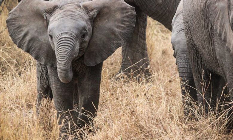Safari in der Serengeti: Begegnungen mit der Wildnis