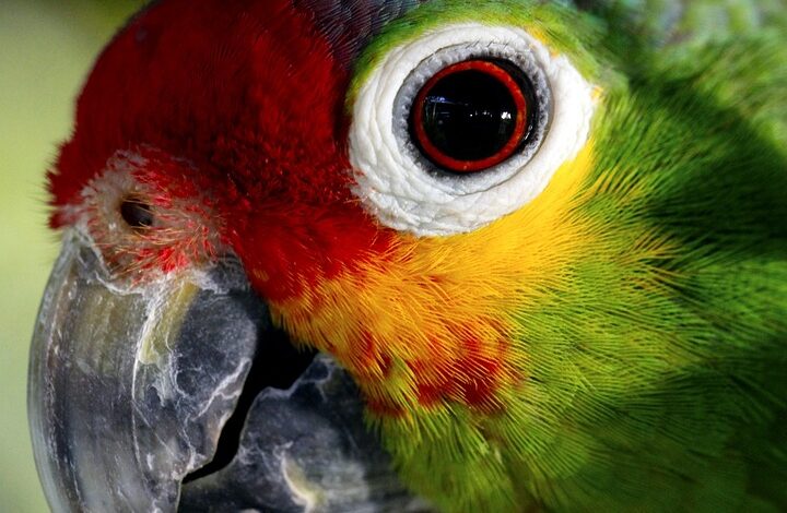 Entdecke den Amazonas: Das grüne Herz Südamerikas