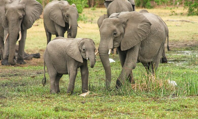 Südafrika: Kapstadt Wein und Wildlife