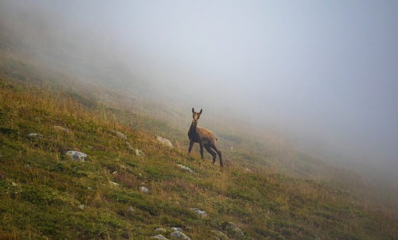 Bulgarien