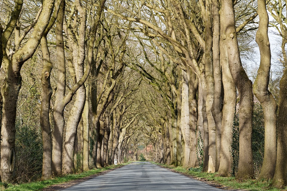 Ammerland: Natur, Gärten und kulinarische Geheimnisse entdecken