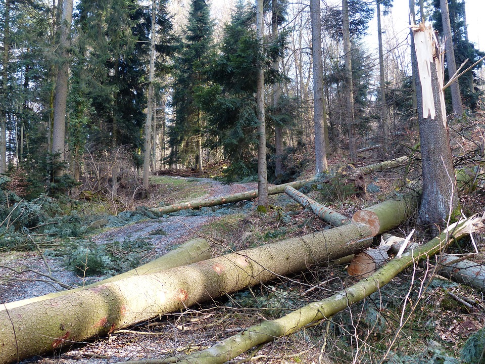 Aiwanger unterwegs: Waldschäden im Frankenwald alarmieren Experten!