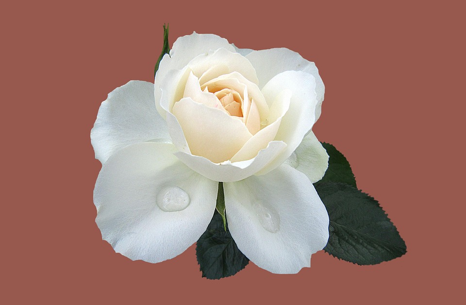 Bad Tatzmannsdorf im Eurovisions-Rausch: Zimmer schon ausverkauft!