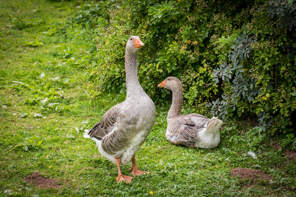 Biohof Walz: Tradition trifft Urkraft – Ein Blick auf nachhaltigen Anbau!