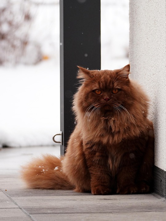 Britisches Paar auf Ibiza festgenommen: 3.200 Euro Kreuzfahrt-Schuld!