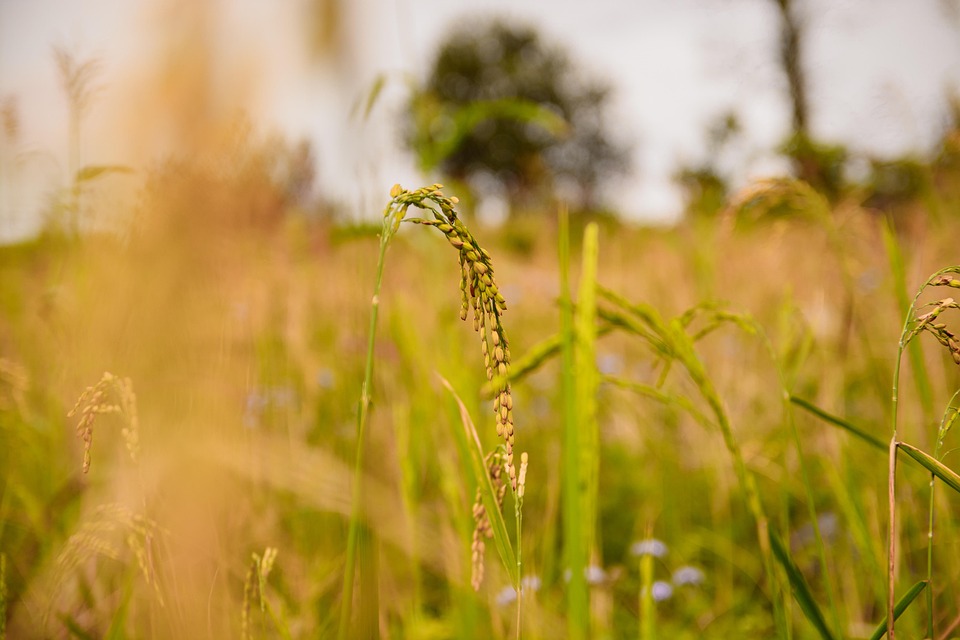 Dien Ban: Auf dem Weg zum Ökotourismus-Paradies für Kulturfreunde!