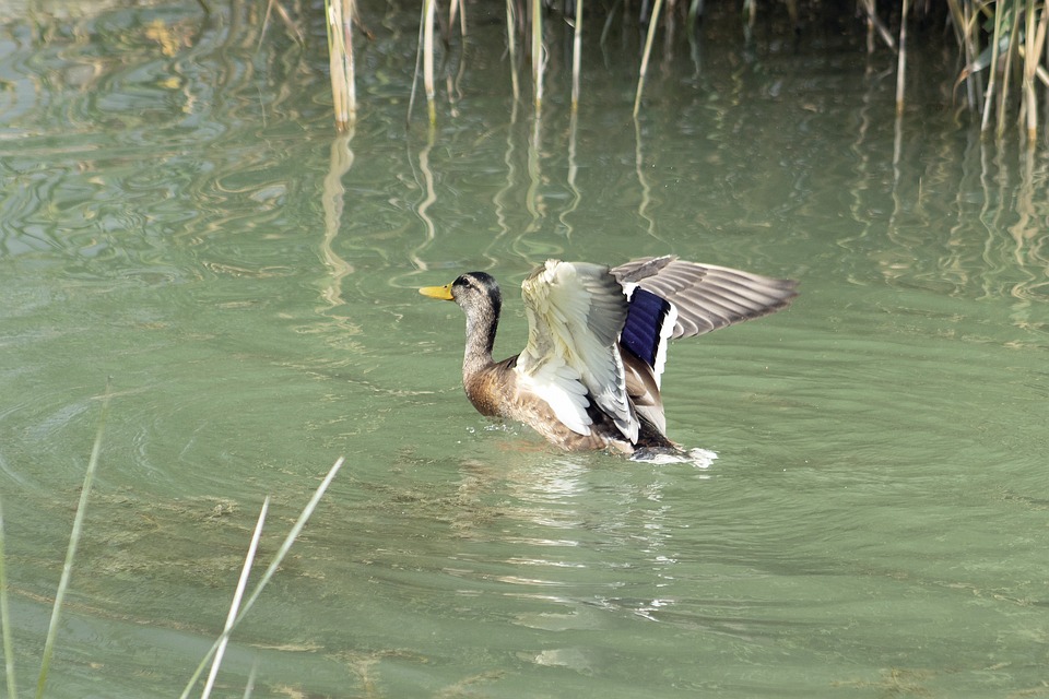 Dwyane Wade: Sein Meisterwerk-Tattoo als Hommage an die Basketball-Legende!