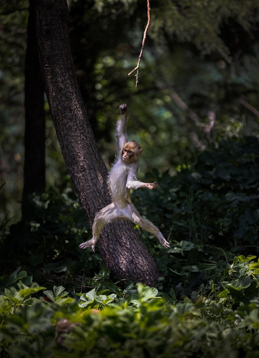 Entdecken Sie Serbiens verborgene Schätze: Die Donau und Festung Golubac!