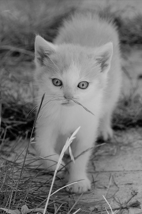 Entdecken Sie die Welt der kulinarischen Reisen – ganz bequem Zuhause!