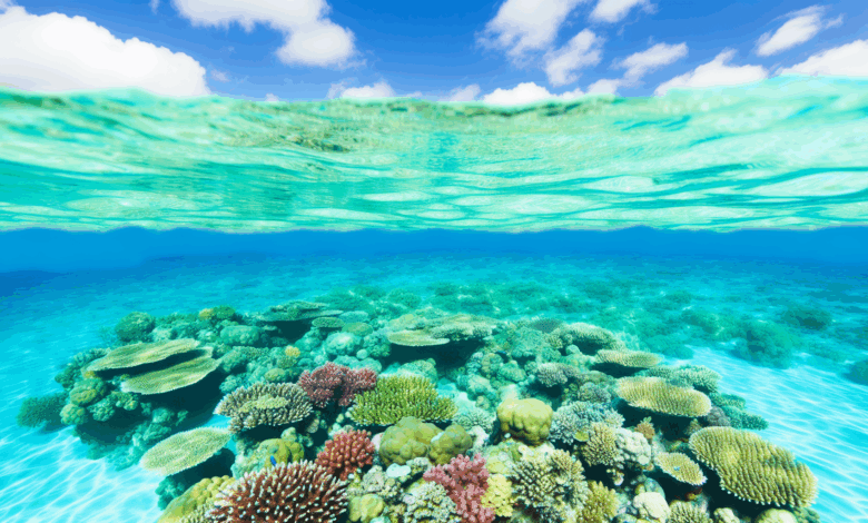 Entdeckung der Great Barrier Reef