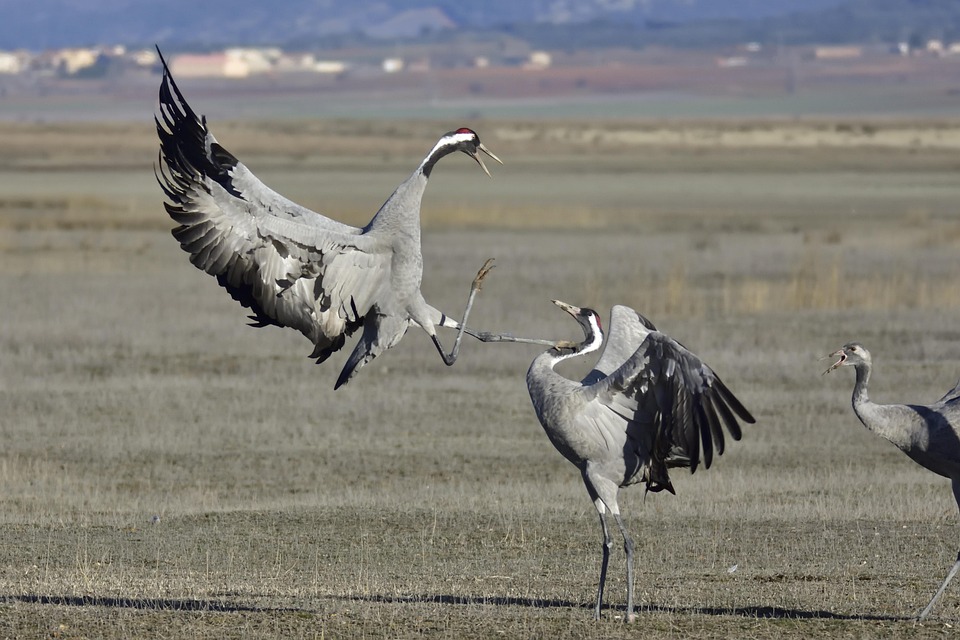 Floristinnen kämpfen für mehr Urlaub und bessere Arbeitszeiten!