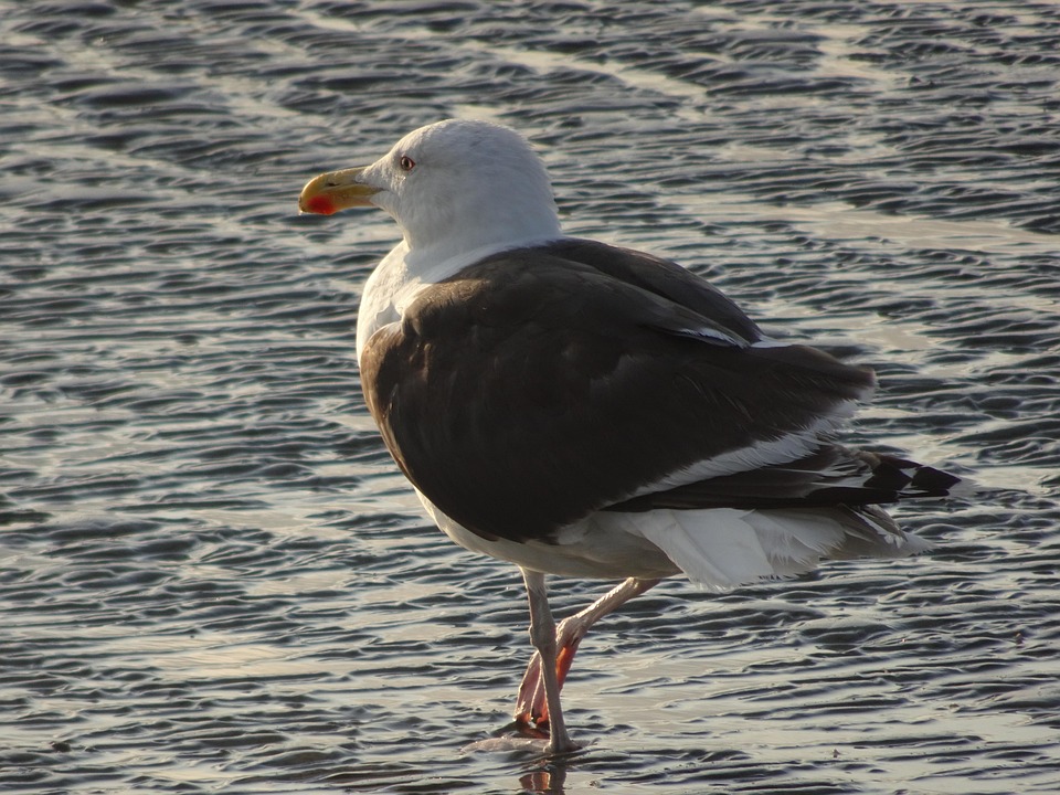 Freiheit erleben: Rundgang zu den Zwölf Artikeln in Memmingen!