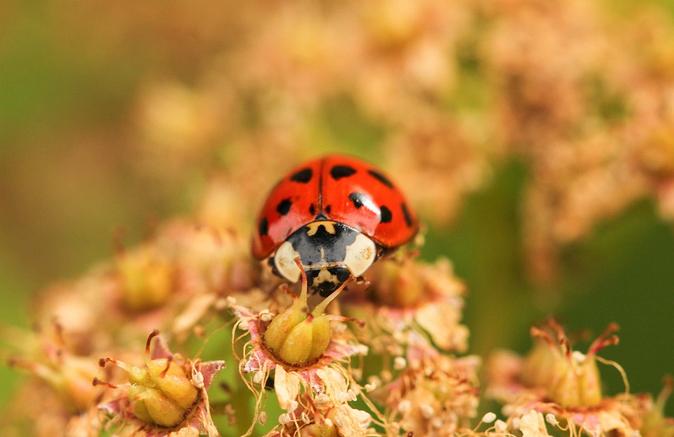 Invasiver Albtraum: Gardasee-Krebs plagen ein Paradies!