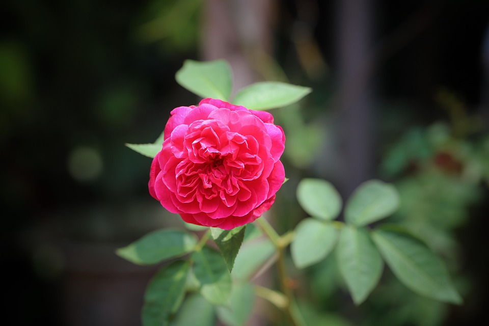 Khuong Ha Tuong Boi Club triumphiert beim Kulturfestival in Quang Binh!