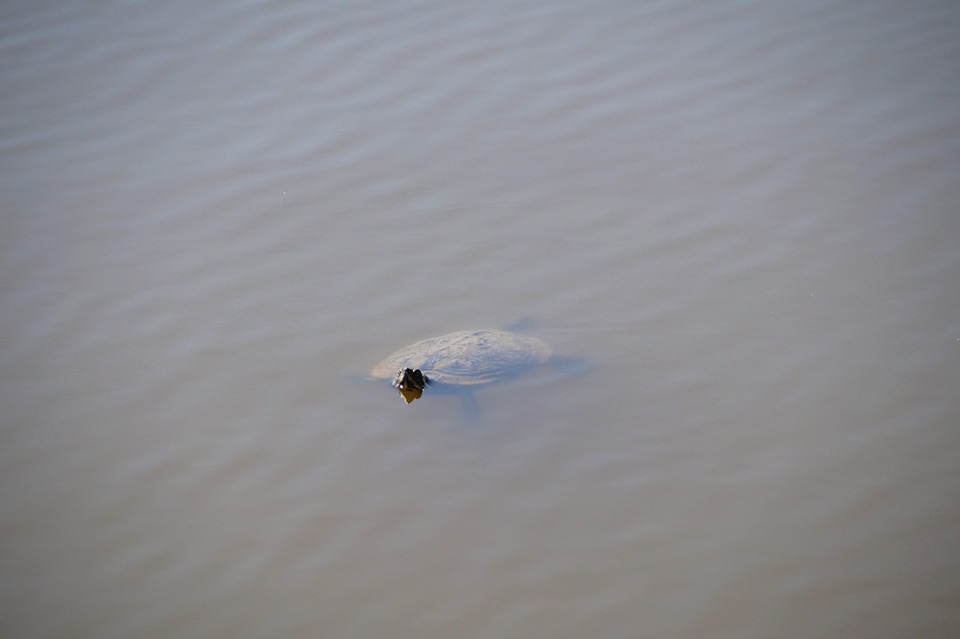 Korsika-Saison gestartet: Moby Lines bringt Urlauber nach Bastia!