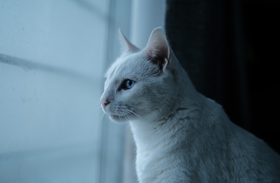 Kostenloses Webinar: Entdecken Sie die Highlights von St. Maarten!