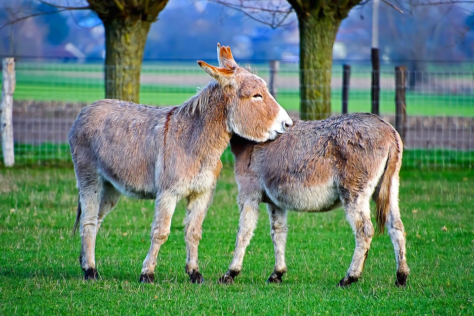 Mit Eseln durch Deutschland: Herdecker Ehepaar erlebt tierische Abenteuer!