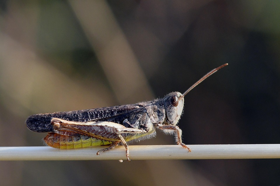 Mit Sprungkraft nach Japan: Kübelberger Ropeskipperinnen suchen Hilfe!