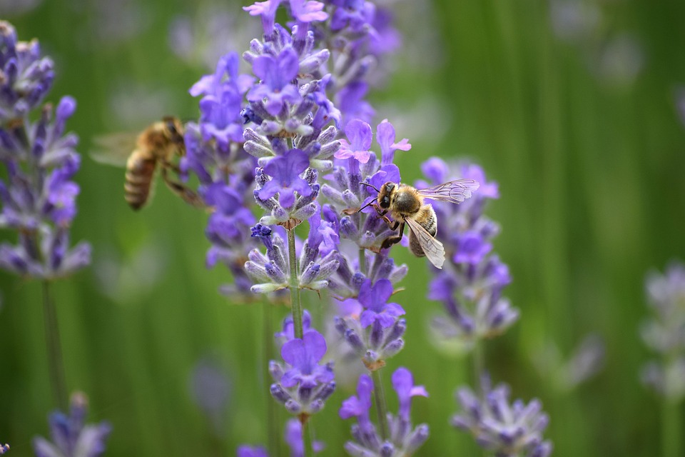 NINERS Chemnitz und Heidelberg: Auf ins Playoff-Duell um den Halbfinaleinzug!