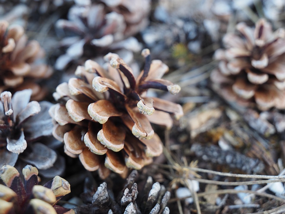 Neuer Tourismus-Hype in Bodenheim: Weine, Wanderungen und mehr!