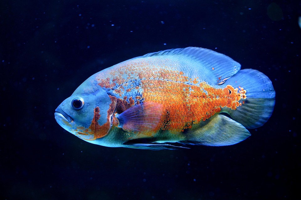 Oscar Colas startet neues Kapitel bei den Los Angeles Angels!