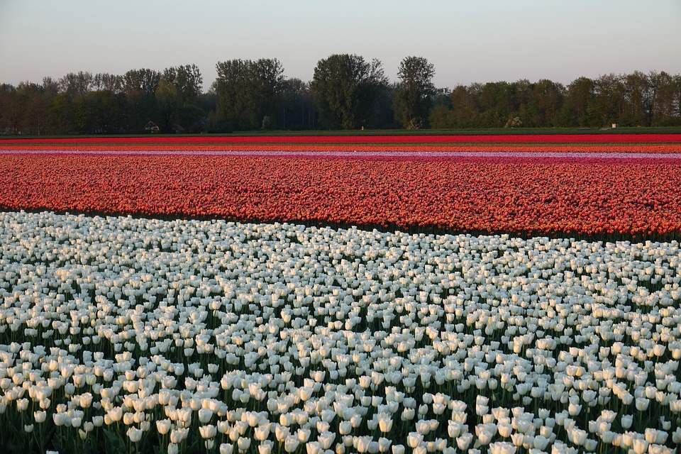 Reise-Chaos in den Niederlanden: Grenzkontrollen bis Dezember 2025!