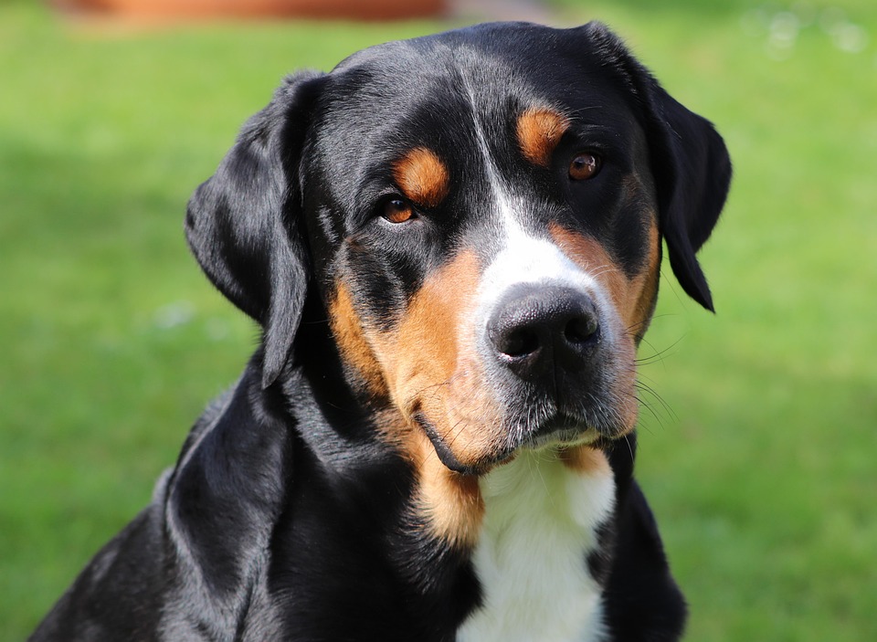 Schweizer Tourismus: Sommerhitze mit 2% mehr Übernachtungen erwartet!