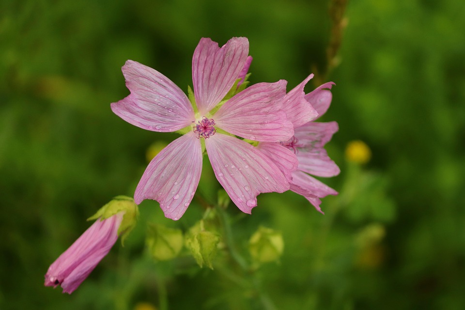 Sigmar Solbach: Ein Leben zwischen Traum und Realität – Die Geheimnisse seiner Kindheit
