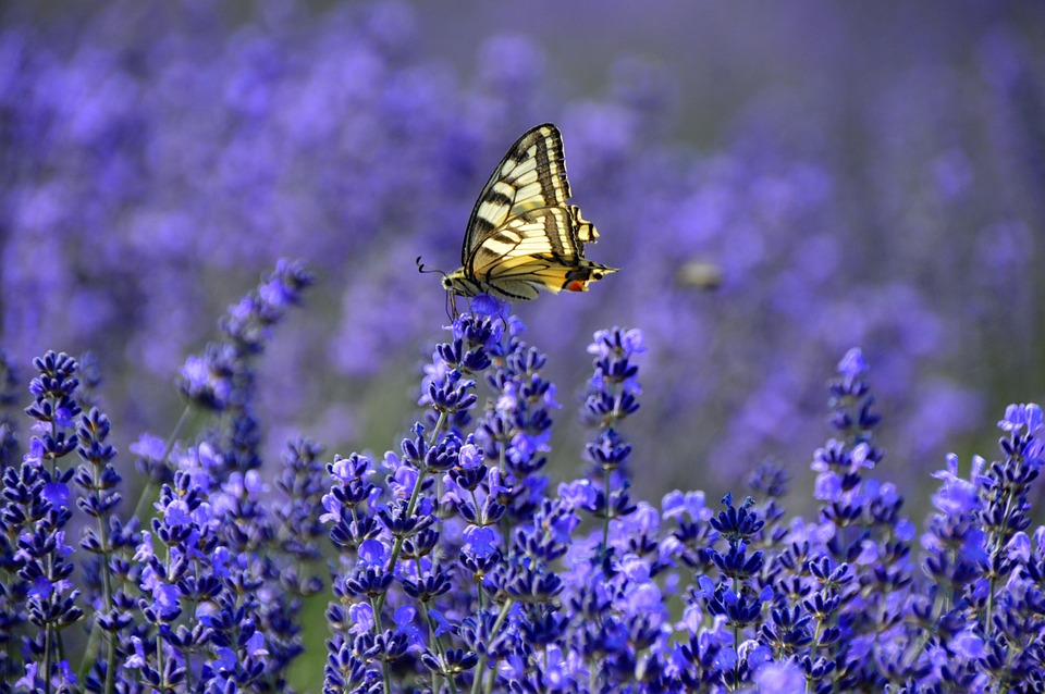 Sommer 2025: Vietnams Aufschwung im Grünen Tourismus lockt Reisende!