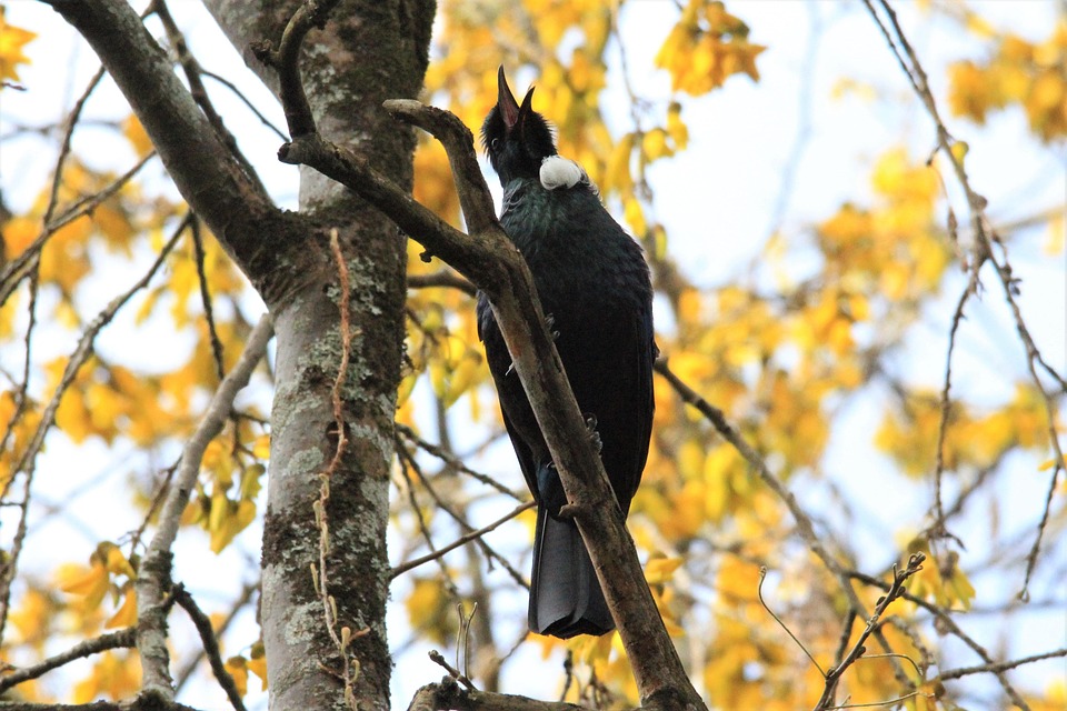 TUI Cruises überrascht: Beliebter Hafen Rönne fällt weg!