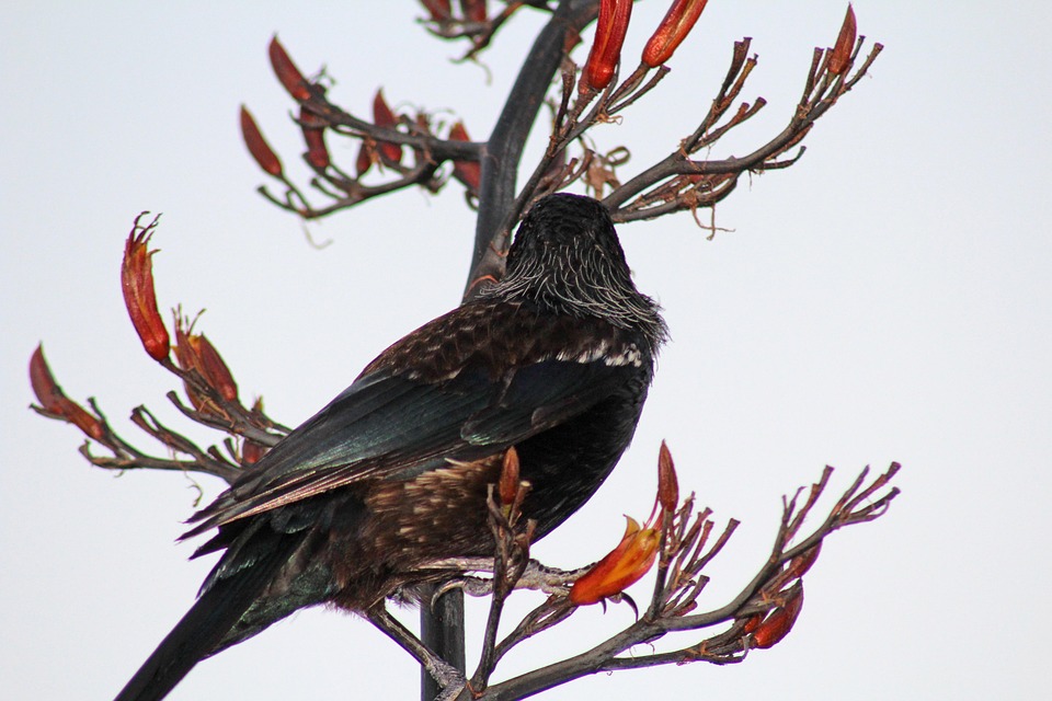 TUI im Aufbruch: Ebel gestaltet den Touristikkonzern neu!