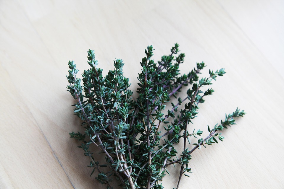 Thymian und Lavendel: Heilpflanzen mit vielen Gesichtern entdecken!