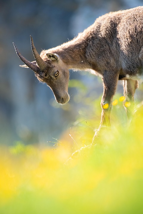 Touristenmüll in den Alpen: Kühe leiden und verenden qualvoll!