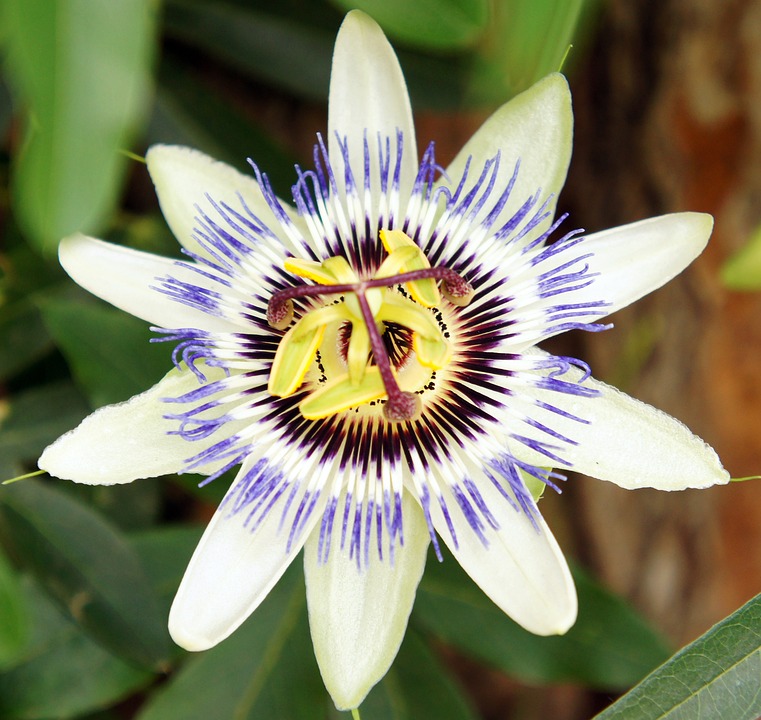 Traumhafte Karibik-Kreuzfahrten: Ab New York mit Carnival Venezia!