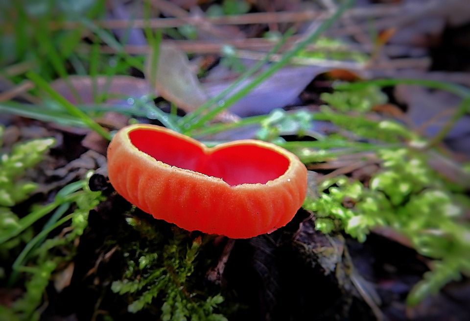 Unbekannte Dokumente enthüllen das Geheimnis der Tensho-Gesandtschaft