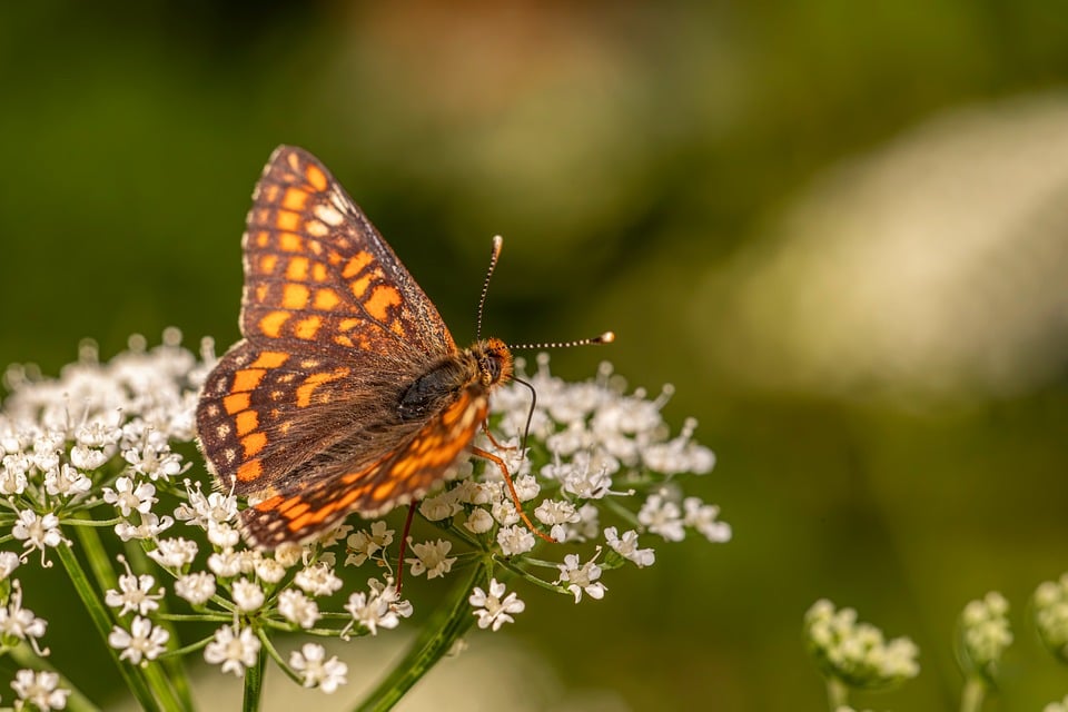 Von der Blütezeit zur Wiederbelebung: Ham Rong lockt Touristen zurück!