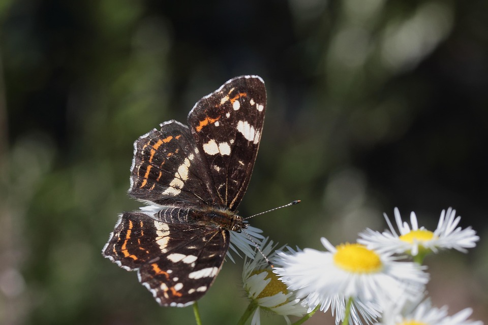 Whiskey-Genuss-Tour: Ein feiner Tropfen für St. Pöltens Kenner!