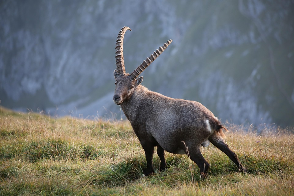 Bettwanzen-Alarm in den Alpen: Wanderer aufgepasst! Schützen Sie sich!