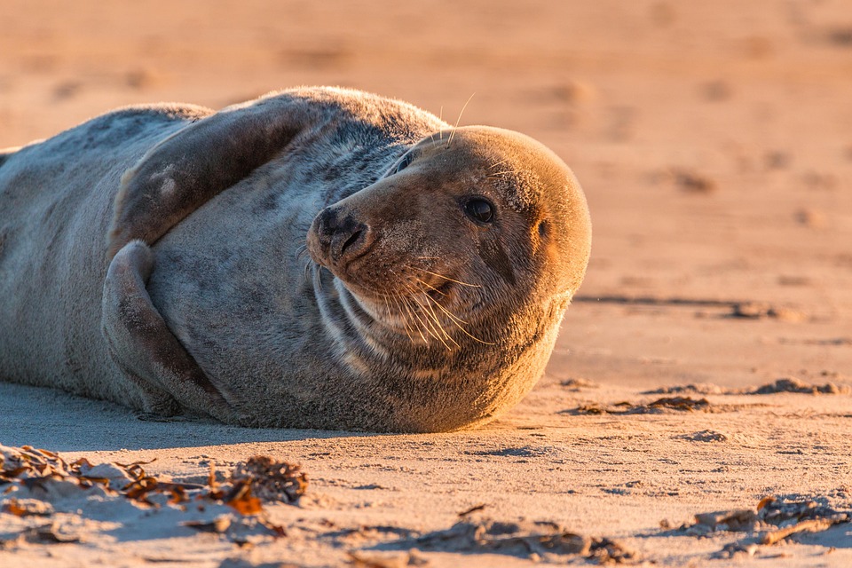 Helgoland: Neues Ziel für nachhaltige Kreuzfahrten trotz Hafen-Herausforderungen!