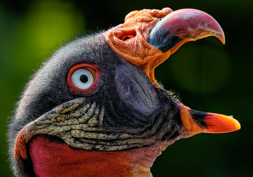 König Carl Gustaf ohne Silvia in Lettland: Gesundheit der Königin besorgt!