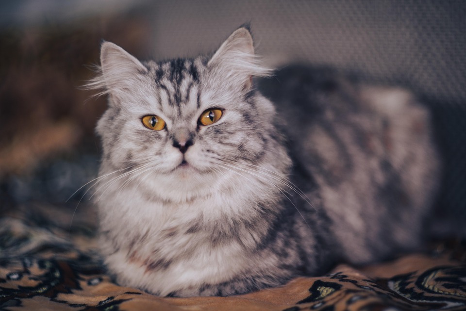 Merz kündigt wichtige Themen: Nato-Gipfel und EU-Rat im Fokus!