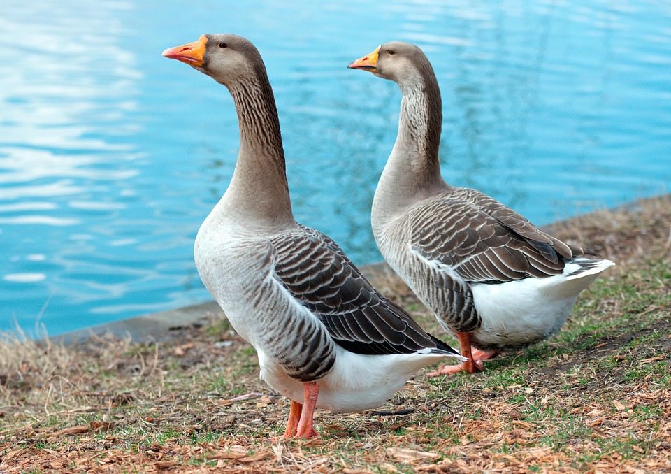 Pfingstferien stehen vor der Tür: Wo Tanken jetzt am günstigsten ist!