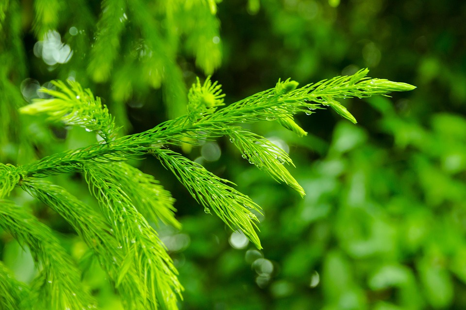 Phù Đổng Ninh Bình feiert den Meistertitel mit beeindruckender Dominanz!