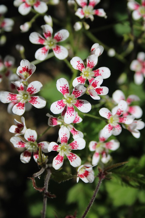 Southside Festival 2025: Musik-Highlights und 65.000 begeisterte Fans!