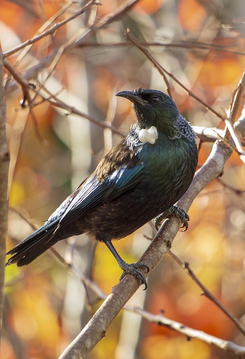 TUI revolutioniert Reisen: E-Autos aus China für grüne Mobilität!