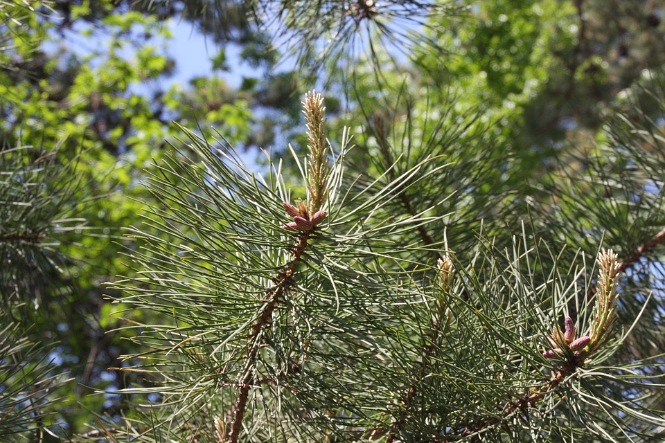 Tourismus-Revolution: Neue Karten und alte Marken in Ha Giang!