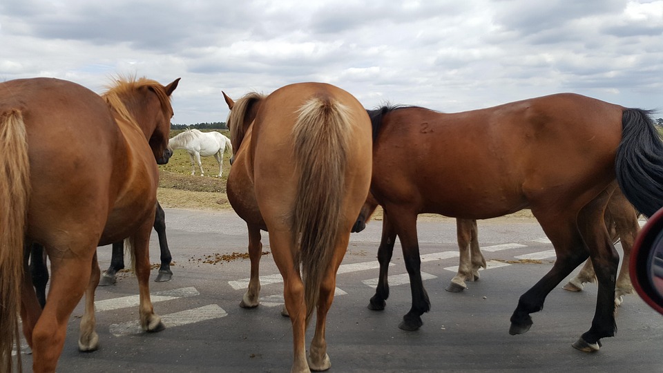 Wasserwunder in Pöllauberg: Neuer Löschteich und Abenteuer für alle!