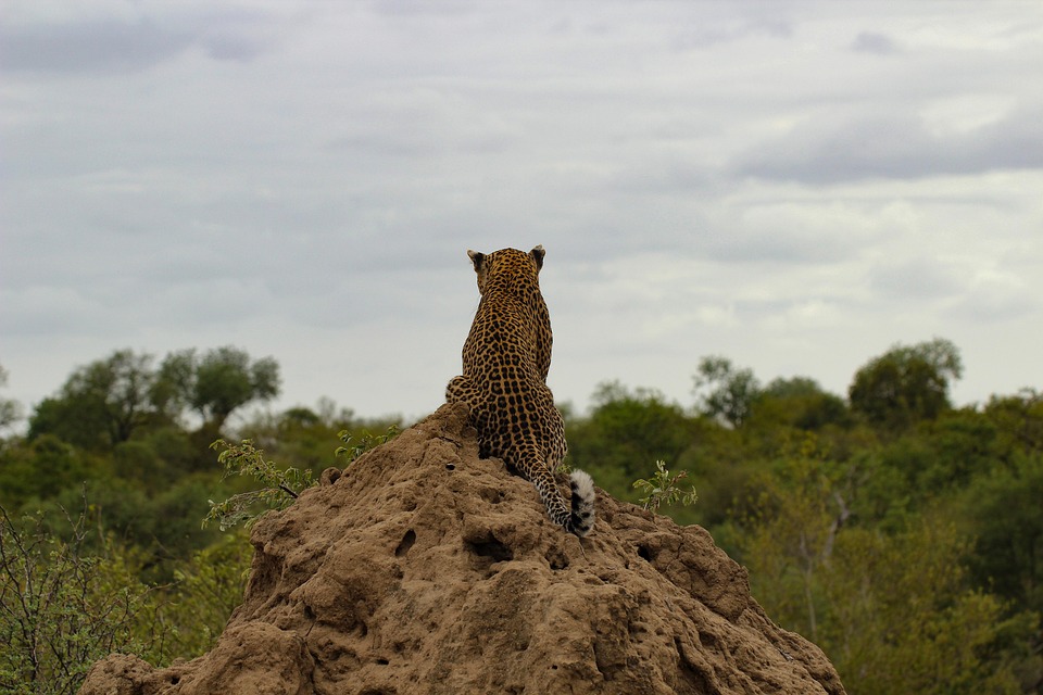 Achtung Urlauber! Giftiger  Blauer Drachen  vor Mallorcas Stränden gesichtet!