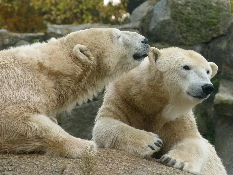 Eisbären in der Hudson-Bay: Kampf ums Überleben im Klimawandel!