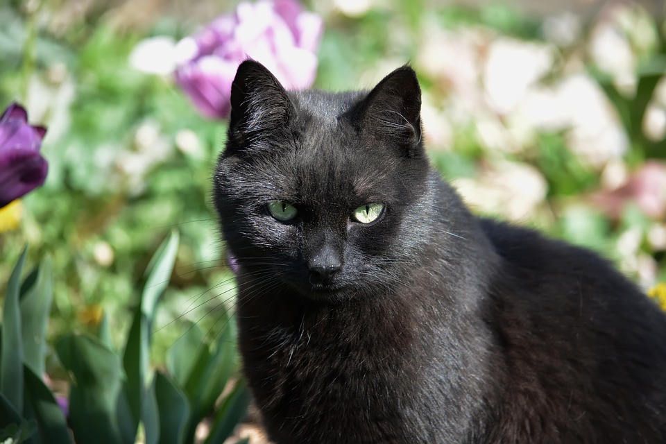 Jeanne Hersch: Eine Philosophie für Freiheit und Menschenrechte